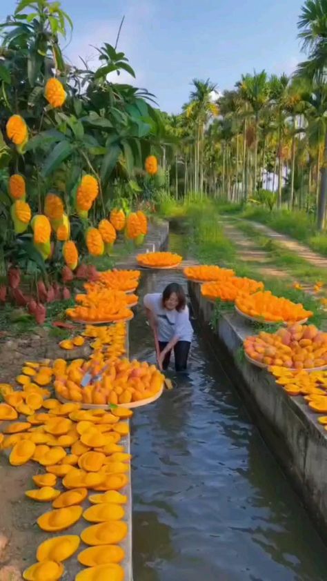 naturesms on Instagram: Do You Like mango?🥭 #fruit #fruits #mango #agriculture #viral Water Fruit, Typographic Art, Mango Fruit, Most Beautiful Birds, Beautiful Birds, Agriculture, Rosemary, Bali, Most Beautiful