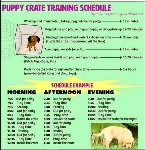 Create Puppy Training Schedule #dogtips #dogcalm #dogcare Crate Training Puppy Schedule, Puppy Schedule, Potty Training Rewards, Puppy Training Schedule, Crate Training Puppy, Puppy Crate, Positive Dog Training, Potty Training Puppy, Puppy Pads