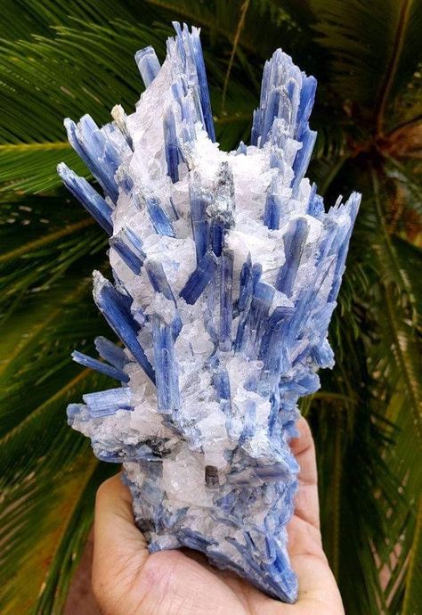 Crystals Healing Grids, Crystal Seashells, Kyanite Crystal, Magical Stones, Beautiful Rocks, Blue Kyanite, Minerals And Gemstones, Crystal Grid, Crystal Shop