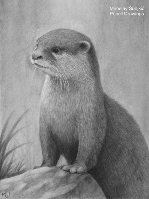 Otter charcoal pencil drawing by Miroslav Sunjkic the Pencil Maestro #otter #otters #cute #animal #wildlife #pencil #drawing #art #artwork #nature #pencilmaestro Otter Pencil Drawing, Sea Otter Drawing, Animal Sketches Easy, Realistic Flower Drawing, Otter Drawing, Otter Tattoo, Otter Art, Otters Cute, Animal Art Projects