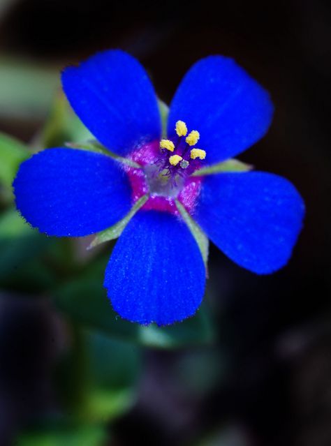 Anagallis arvensis f. caerulea - by HIRO.M. Anagallis Arvensis, Scarlet Pimpernel, Pinterest Garden, Strange Flowers, Rare Orchids, New Zealand North, Alpine Plants, Blue And Purple Flowers, Baltic States