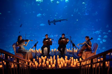 Candlelight And S.E.A. Aquarium Have Announced More Rounds Of Charming Underwater Concerts - Secret Singapore Dance Nation, Sea Aquarium, Beloved Movie, Shark Swimming, Film Score, Monte Cristo, Sea Bass, Unique Venues, String Quartet