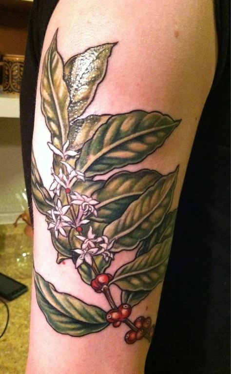 coffee shrub plant tattoo Cherry Tree Drawing, Coffee Plant Tattoo, Plants Tattoo, Coffee Cherry, Lemon Bath, Cup Plant, Medical Tattoo, Matching Best Friend Tattoos, Christmas Gift Baskets Diy