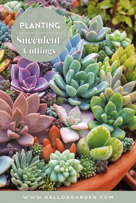 Multiplier Des Plantes Grasses, Succulent Landscape Design, Mini Gardens, Succulent Seeds, Succulent Garden Design, Succulent Landscaping, Bonsai Flower, Succulent Cuttings, Propagating Succulents