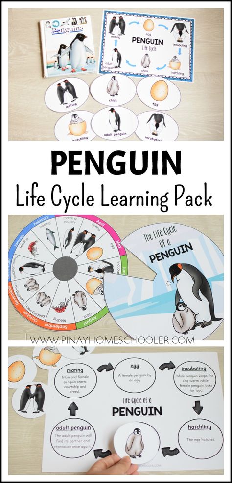 Penguin Life Cycle Learning Activity #lifecycle #polarbear #animals #preschool #homeschool #kindergarten #montessori Penguin Life Cycle Free, Penguin Curriculum Preschool, Penguin Facts Preschool, Penguin Life Cycle, Penguin Inquiry Kindergarten, Life Cycles Preschool, Kindergarten Montessori, All About Penguins, Animals Preschool