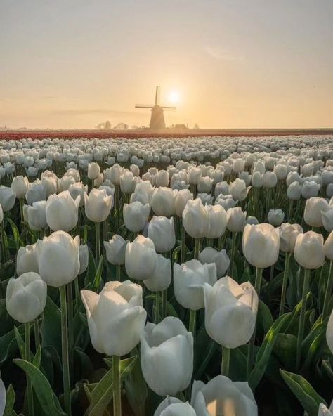 Fields of tulip 🌷 . . . . . . #flowers #field #flower #forestphotography #photography #photooftheday #picoftheday #peaceful #cozy #calm #clouds #instadaily #instagram #travelphotography One Different Flower In A Field, Calm Flowers, Peace Photos, White Flower Field, Peaceful Photos, Flower Garden Aesthetic, Tulip Fields Netherlands, Fields Of Tulips, Tulips Field