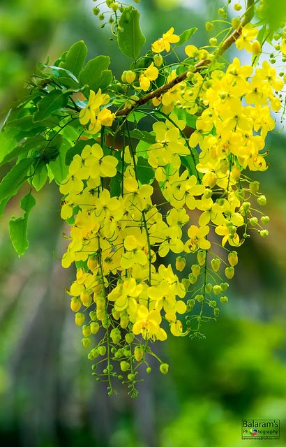 mis imágenes Yellow Flowers Names, Cassia Fistula, Flowers Name, Yellow Plants, Indian Flowers, Flowers Wallpapers, Wallpaper Nature Flowers, Beautiful Flowers Wallpapers, Beautiful Rose Flowers