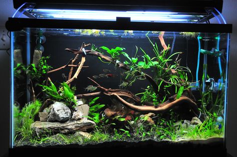 60 Gallon Aquarium Ideas, 29 Gallon Planted Aquarium, 29 Gallon Aquascape, 60 Gallon Fish Tank Ideas, 30 Gallon Aquascape, 30 Gallon Fish Tank Ideas, 29 Gallon Fish Tank Ideas, Fish Tank Setup Ideas, Aquarium Setup Ideas