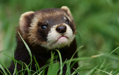 Velvet Brown Ferret, Ferret Accessories, Ferrets Care, Pygmy Marmoset, Baby Ferrets, Ferret Cage, Pet Ferret, Cute Ferrets, Pet Photographer