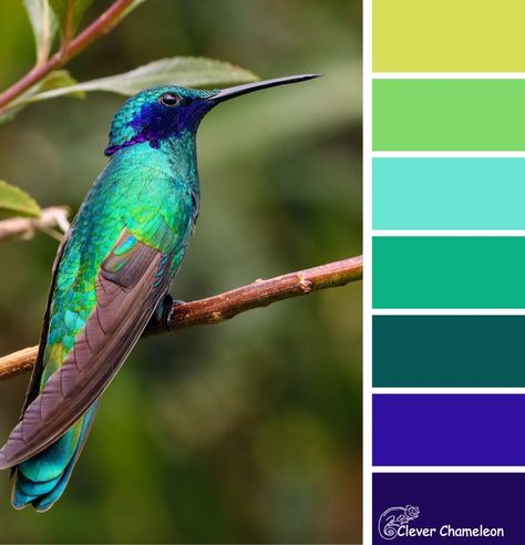 Hummingbird Colors, Honda Africa Twin, Color Rush, Nature Color Palette, Colour Inspiration, Color Palette Design, In The Meantime, Colour Board, Color Blending