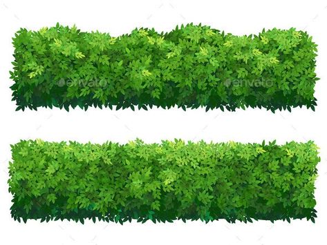 Green Fence From Boxwood Shrubs #AD #Fence, #spon, #Green, #Shrubs, #Boxwood Boxwood Shrubs, Box Wood Shrub, Green Fence, Tree Plan, Desain Editorial, Plant Vector, Wedding Elements, Architecture Concept Drawings, Summer Cards