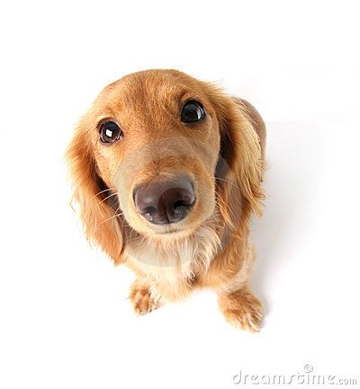 Such a sweet face Dog Looking Up, Dog Services, Animals Party, Golden Puppy, Dachshund Mom, Cat Talk, Weenie Dogs, Funny Dachshund, Puppy Lover