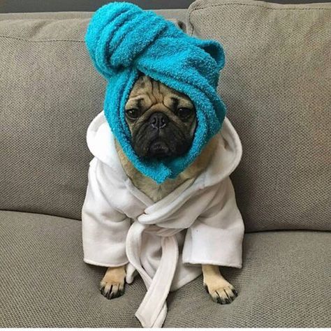 Pug with robe & towel Animals With Captions, Funny Baby Animals, Chronic Illness Humor, Illness Humor, Emergency Doctor, Doug The Pug, Funny Baby Pictures, A Pug, Towel Wrap