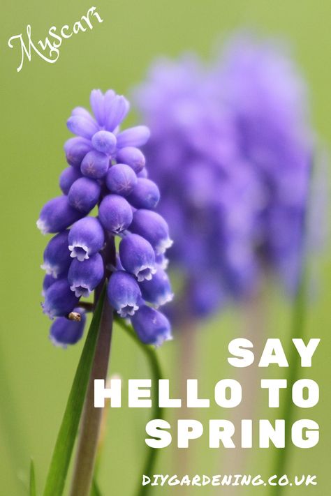 Add colour and uniqueness to your garden this spring by planting muscari, also known as grape hyacinth. Discover how to get the most from this purple wonder with DIY Gardening's growing guide. Learn where to plant muscari, how much feed and water it needs, problem solving and companion plants. #muscari #garden #plants #spring #bulbs #springgarden #springplants Muscari Flower, Grape Hyacinth, Herbaceous Border, Companion Plants, Plant Growing, Plant Guide, Spring Plants, Spring Bulbs, Hardy Perennials