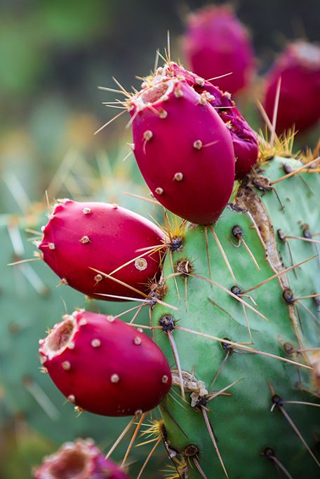 Prickly Pear Cactus Jelly | Pomona's Universal Pectin Mediterranean Window, Cactus Fruit, Cactus Backgrounds, Cactus Types, Pear Fruit, Pear Cactus, Prickly Pear Cactus, Desert Flowers, Clear Jars