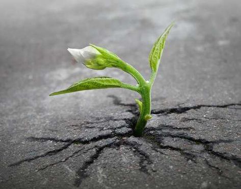 Plants and Trees growing in the weirdest places and conditions, but life always finds a way - Imgur Asphalt Pavement, Growing Tree, Flowering Trees, Giving Up, Never Give Up, Blur, Maui, Sprouts, Planting Flowers