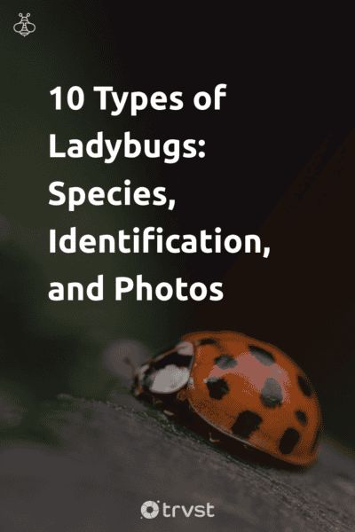 Pin Image Portrait 10 Types of Ladybugs: Species, Identification, and Photos Beautiful Insects, Scale Insects, Lady Beetle, Natural Pest Control, Pin Image, Food Source, Wonderful World, Pest Control, Food Waste