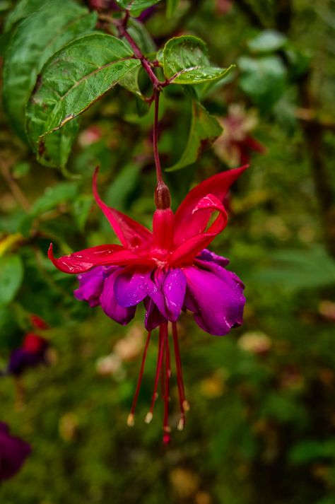 Love Plants, Busy City, South America Travel, Quito, Botanical Garden, America Travel, Plant Life, City Life, If You Love