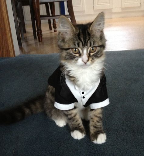 This guy is concerned the best man will pull some of his famous shenanigans so hes ready to step in - just in case.. Cat Wedding, Wedding Pets, Tuxedo Wedding, Dog Wedding, Custom Cat, Tuxedos, Doja Cat, Funny Animal Pictures, Funny Animal