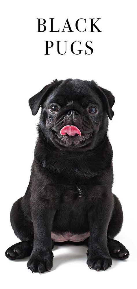 Small Black Dog, Black Pugs, Pug Tattoo, Black Pug Puppies, Big Personality, Pug Shirt, Funny Baby Clothes, Black Pug, Pug Puppies