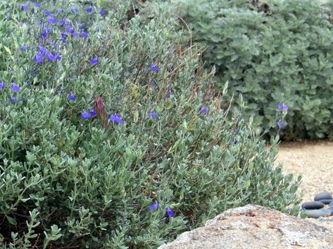 Mexican Blue, Blue Sage, Native Plants, Electric Blue, Plants, Blue