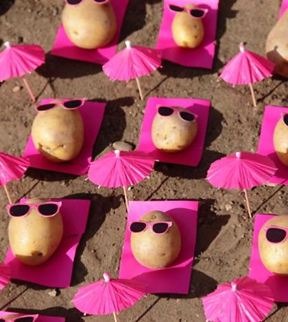 Peter Pink's potatoe installation Potato Photo, Pink Potato, Quilling Pattern, Quilling Patterns, Quilling Designs, Feminist Art, Art Installation, Contemporary Fine Art, Green Art