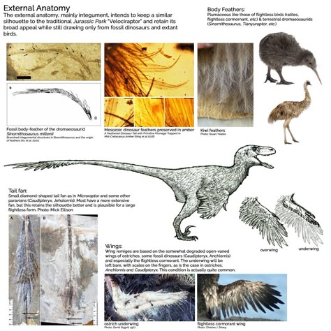 Dinosaur Anatomy, Feathered Raptor, Dinosaur Artwork, Prehistoric Animals Dinosaurs, Jurassic World Movie, Feathered Dinosaurs, Biology Anatomy, Dinosaur Skeletons, Marine Reptiles