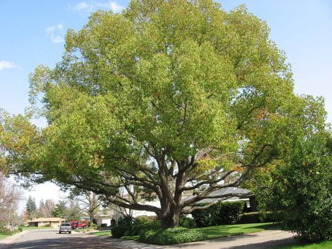 Camphor Tree Trees For Backyard, Best Shade Trees, Camphor Tree, House Trees, Cinnamomum Camphora, Trees For Front Yard, Tree Pictures, Backyard Trees, Seed Germination