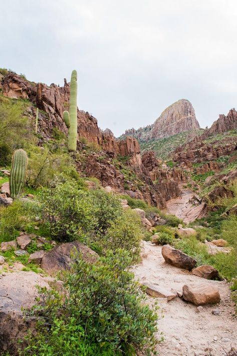 Az Photoshoot, Gold Canyon Arizona, Superstition Mountains Arizona, Agave Attenuata, Arizona Adventure, Arizona Vacation, Arizona Road Trip, Superstition Mountains, Arizona Hiking