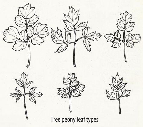 Peony Garden Design, Peony Leaf, Leaves Tutorial, Japanese Peony, Top Types, Simple Tats, Itoh Peonies, Peony Leaves, Hill Garden