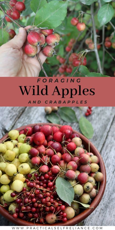 Foraging Wild Apples Arizona Foraging, Fall Foraging, Medicinal Herbs Remedies, Dried Watermelon, Herbs Remedies, Urban Foraging, Food Calories List, Food Foraging, Walk More