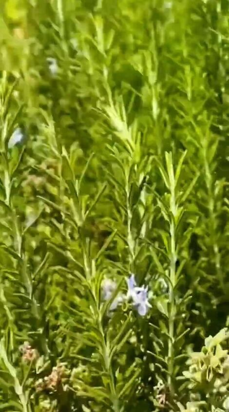 This guide shares an easy rosemary water for hair growth recipe. Learn how to make rosemary water for hair growth in this step-by-step tutorial. Rosemary Water For Hair Growth, Rosemary For Hair, Excessive Hair Fall, Makeup Suggestions, Rosemary Water, Rosemary Tea, Rosemary Oil For Hair, Mint Water, Hair Growth Foods