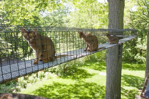 Jasper, Nelson, and Quincy on their "catio" in NY. Photo: Steve Payne for The New York Times Dog Enclosures, Outdoor Cat Tunnel, Cat Habitat, Gatos Cool, Cat Patio, Outdoor Cat Enclosure, Cat Run, Cat Perch, Cat Enclosure