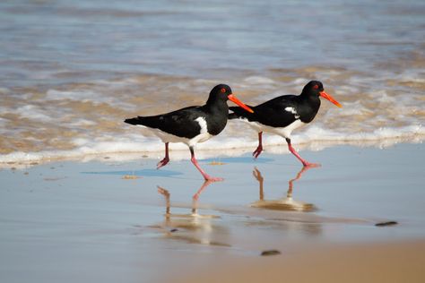 Oyster Catcher Illustration, Oyster Catcher Bird, Collage Birds, Oyster Catcher, Golden Plover, Beach Birds, Coastal Birds, British Birds, Paper Birds