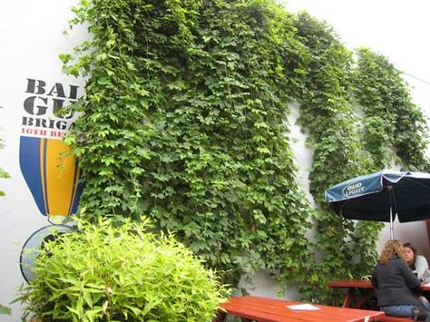 Hops growing in beer garden Hops Growing, Climbing Vines, Beer Garden, Menu Items, Green Wall, Menu Design, In The Garden, Climbing, Vines