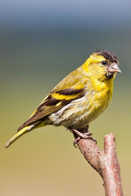 Spinus spinus, European siskin is very common throughout Europe and Eurosiberia. It is found in forested areas, both coniferous and mixed woodland where it feeds on seeds of all kinds, especially of alder, birch and conifers. When feeding the young they eat more insects, mainly beetles, as the proteins they contain help the chicks to grow. Often seen in flocks, especially during autumn-winter. Alder Tree, Siskin, The Chicks, Song Bird, Beetles, Science And Nature, Flocking, To Grow, Insects