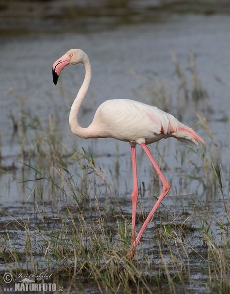 Flamenco Común Flamenco Animal, Eden, Flamingo, Birds, Photography, Animals