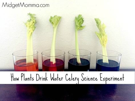 Celery Water, Science Project Board, Plant Experiments, Teaching Plants, Water Experiments, Science For Toddlers, Stem Experiments, Home With Kids, Preschool Centers