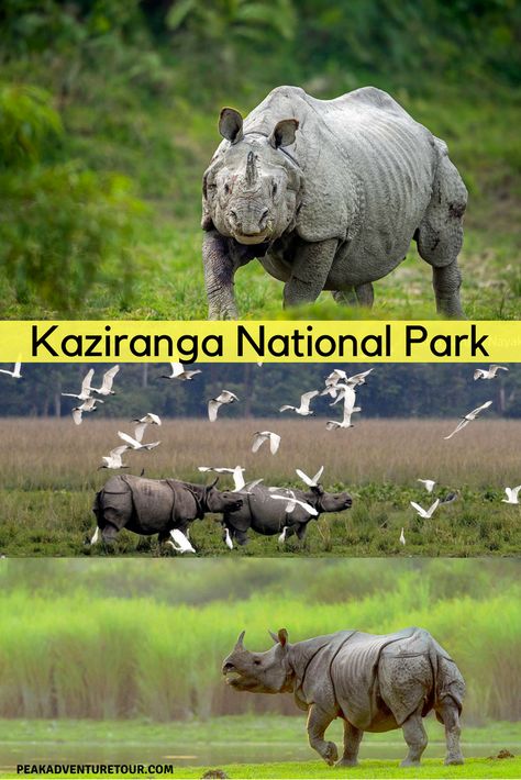 Quench the thirst of wilderness, explore Kaziranga National Park. #wildlife #wild #wilderness #adventure #adventuretime Wildlife Week, Kaziranga National Park, Wildlife Of India, Climate Adaptation, India Travel Places, Jim Corbett, National Park Travel, Tiger Pictures, Wildlife Reserve