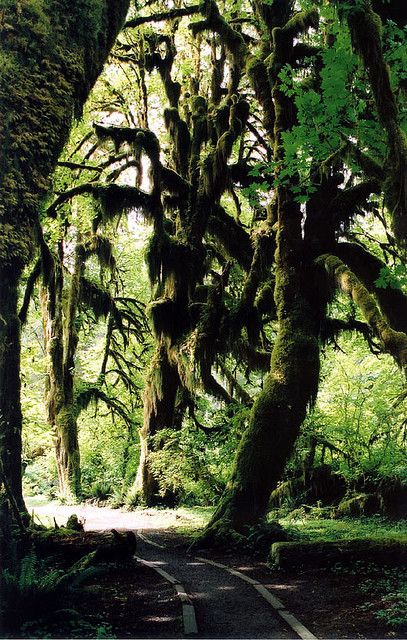 Hoh Rainforest Hoh Rainforest Washington, Washington Twilight, Twilight Vampires, Hoh Rainforest, Beautiful Trees, Beautiful Tree, Pacific Northwest, North West, Beautiful Nature