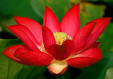 Red Lotus Flower Red Lotus Tattoo, Lotus Flower Colors, Lotus Flower Seeds, Lotus Flower Meaning, Lotus Flower Pictures, Lily Lotus, Red Lotus, Water Lilly, Color Meanings