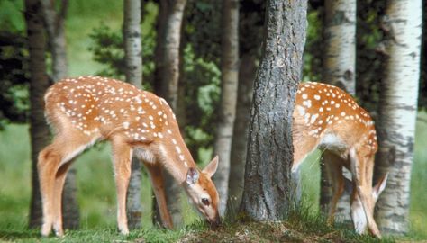 What Kind of Bushes Can I Plant That Deer Like to Eat?. Graceful, gentle herbivores, deer browse on leaves and twigs of bushes, trees and perennials, and graze on grasses and annual plants. During drought or times of food scarcity, hungry deer will eat almost any kind of plant. Deer are more selective feeders when ... Animal Proof Garden, Food Scarcity, Deer Eating, Deer Deterent, Food Plots For Deer, Deer Garden, Grass Drawing, Decorative Garden Fencing, Plant Tags