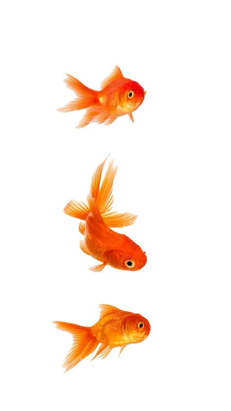 #wallpaper #aesthetic #cool #funky #lol Fish Wallpaper Iphone, Diy Kandi Bracelets, Diy Kandi, Visual Communication Design, Orange Fish, Aesthetic Cool, Fish Wallpaper, Orange Aesthetic, Orange Wallpaper