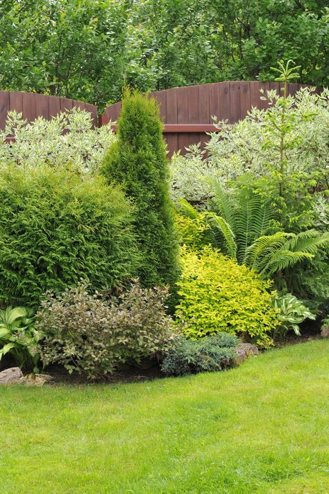 Privacy Landscaping, Garden Shrubs, Fence Landscaping, Have Inspiration, The Secret Garden, Plant Combinations, Evergreen Shrubs, Ornamental Grasses, Shade Garden