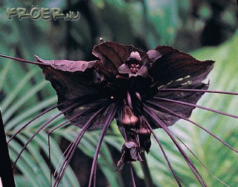 Tacca Chantrieri (bat flower) Tacca Chantrieri, Bat Plant, Nature Appreciation, Bat Flower, Wow Photo, Goth Garden, Strange Flowers, Weird Plants, Garden Growing