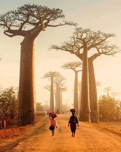 Balboa trees in Madagascar Baobab Tree, Dirt Road, Africa Travel, Magical Places, Oman, Natural Wonders, Nature Photos, Madagascar, Trekking