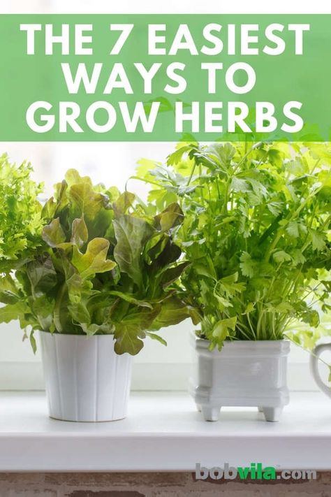 Grow Herbs Indoors, Growing Herbs At Home, Growing Herbs In Pots, How To Grow Herbs, Indoor Gardening Supplies, Best Herbs To Grow, Easy Herbs To Grow, Growing Herbs Indoors, Grow Herbs