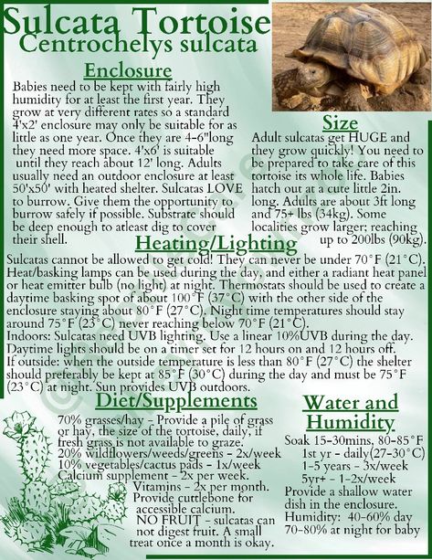 Sulcata Tortoise quick care guide made by me. This is very similar to the care for a leopard tortoise they just don't get as big. #sulcatatortoise #sulcata #sulcatacare #babysulcata #babysulcatacare #centrochelyssulcata #careguide #turtleturtle #iliketurtles #africanspurthigh #tortoise #spurthightortoise #tortoisediet #tortoisecare #grasslandspecies #grasslandtortoise #centrochelys #leopardtortoise #LokiTheSulcata Sulcata Tortoise Diet, Tortoise Diet, Leopard Tortoise, Tortoise Care, Tortoise Habitat, Sulcata Tortoise, Pet Turtle, Made By Me, Turtles