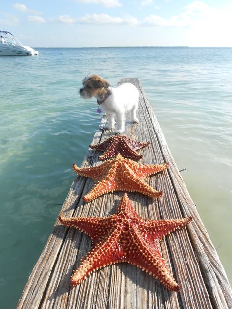 Starfish Point, Northside, Grand Cayman Cayman Islands. Visit www.rumpointretreat23.com if you want to stay close by Starfish Point. Oceanfront and beautiful! Caymen Islands, Cottages By The Sea, Clear Blue Water, She Sells Seashells, Beach Please, Sea Shore, Vitamin Sea, Grand Cayman, Interesting Stuff