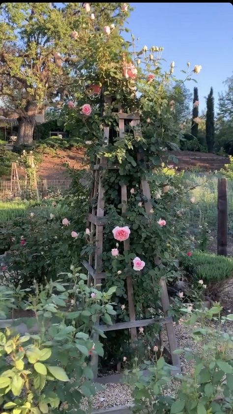 Thornless Climbing Roses, Pruning Climbing Roses, Climbing Roses Trellis, Rose Climbing, Rose Plant Care, Tattoos Rose, Aesthetic Plants, Rose Garden Design, Plants Care